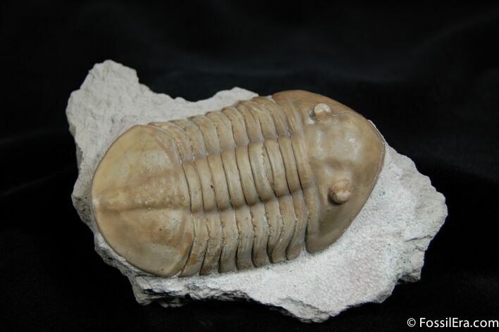 D Asaphus Lepidurus Trilobite ( Inches) #461